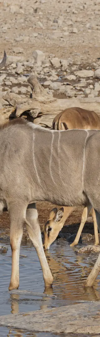 Der majestätische Grosse Kudu